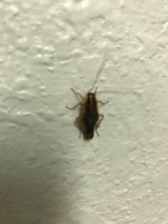 菲耶特维尔旅馆及套房酒店-官方