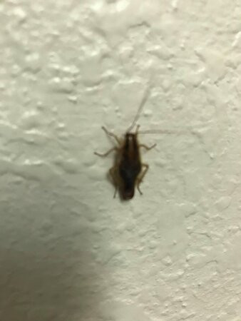 菲耶特维尔旅馆及套房酒店主图