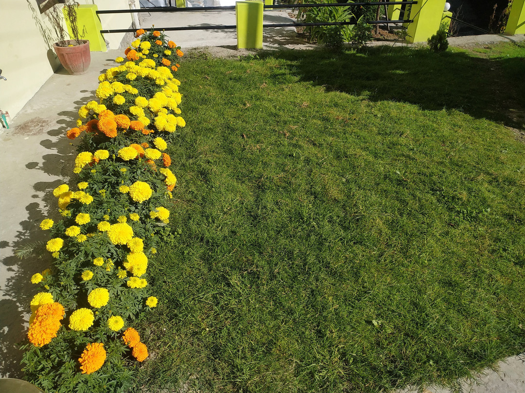 Treebo Trend Woodward II主图