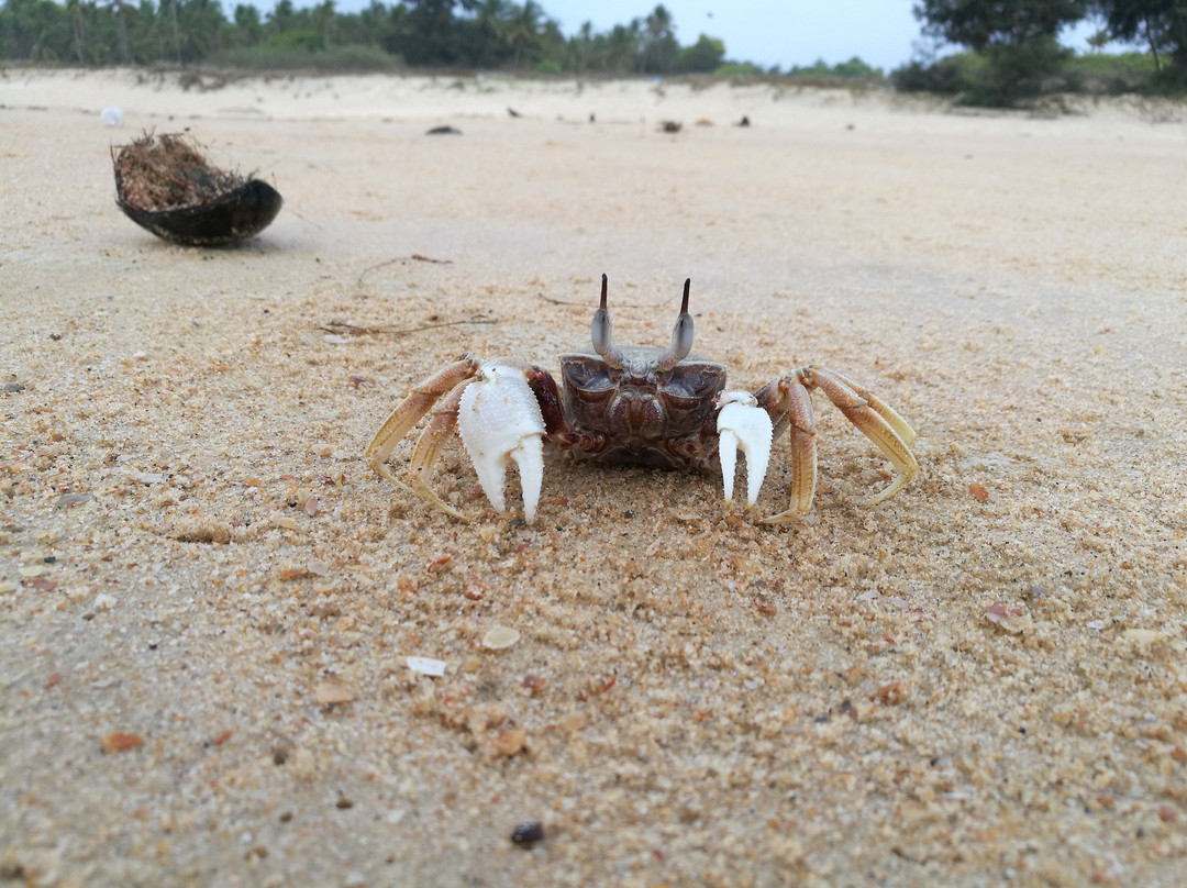 Betul Beach景点图片