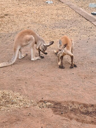 Lisa’s Kangaroo Retreat-Port Hedland必去景点