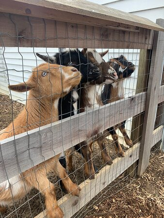 Massanutten Country Corner-卢雷必去景点