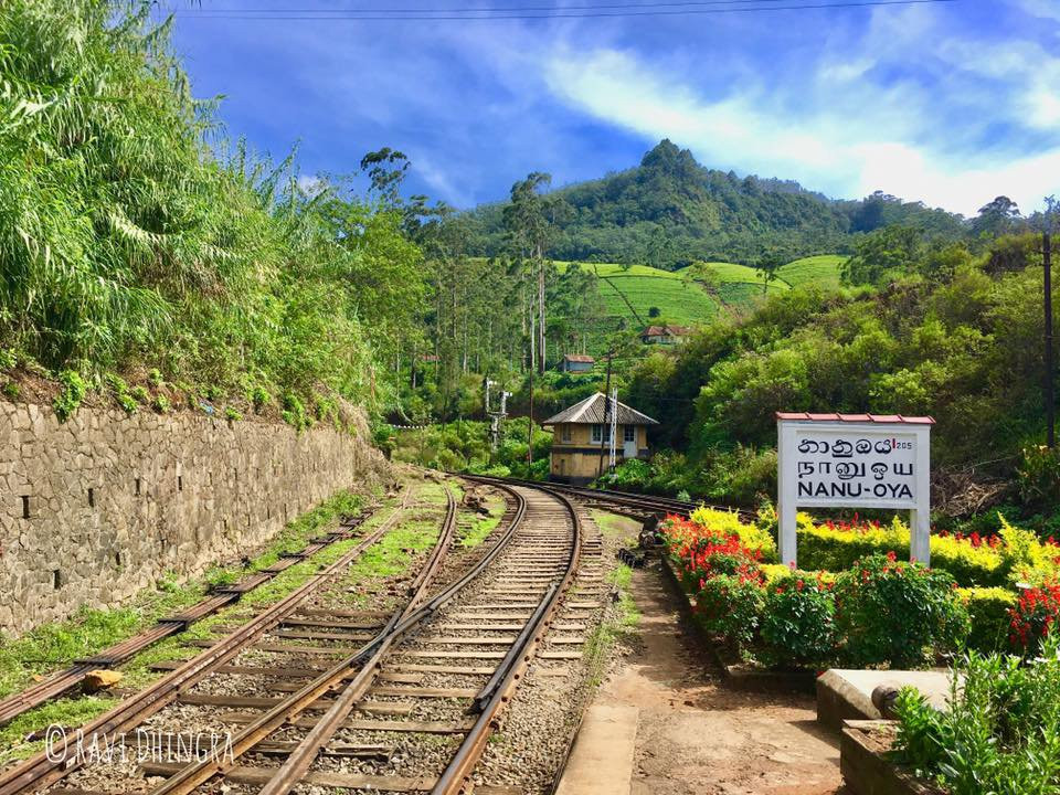 Nanu Oya旅游攻略图片