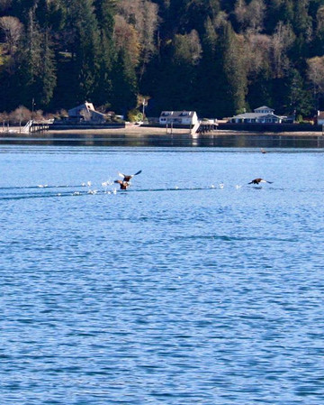 Hood Canal Adventures-Brinnon必去景点