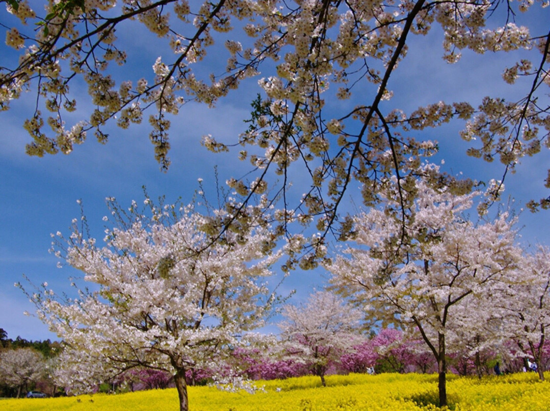 Senbon Cherry Blossom in Akagi Nammen景点图片