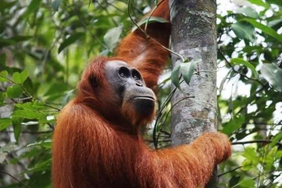 Sumatra Jungle Trekking - EcoTour