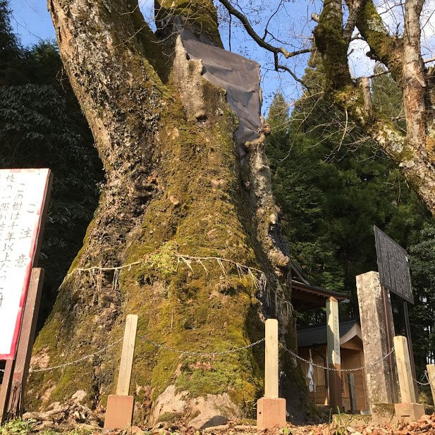 Great Japanese Zelkova Tree of Takenokuma景点图片
