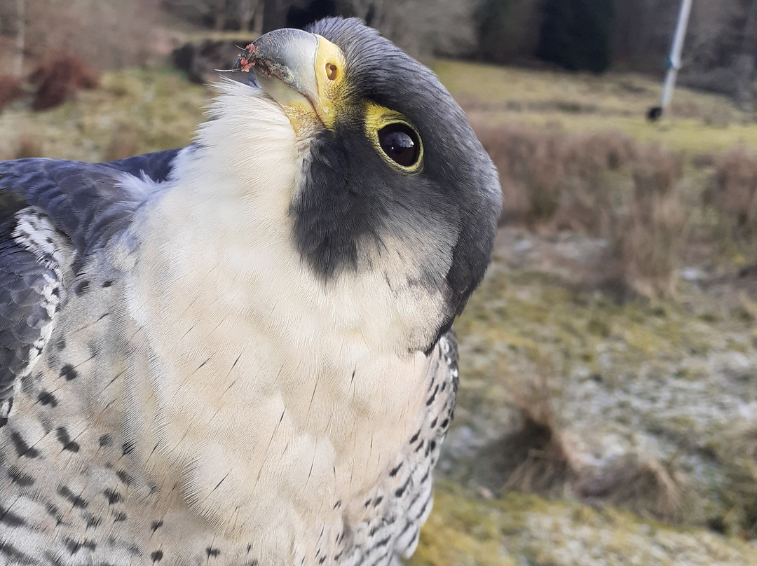 Kintail Birds of Prey Argyll景点图片