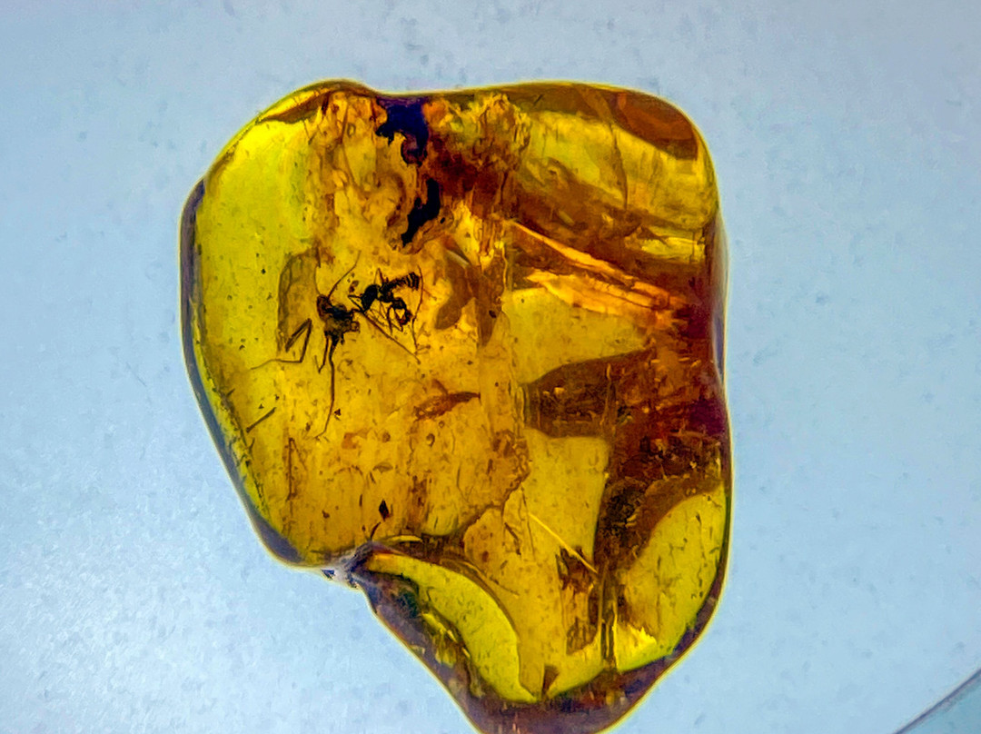 Kaliningrad Amber Museum景点图片