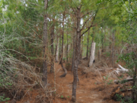 Bastrop State Park-巴斯特罗普必去景点