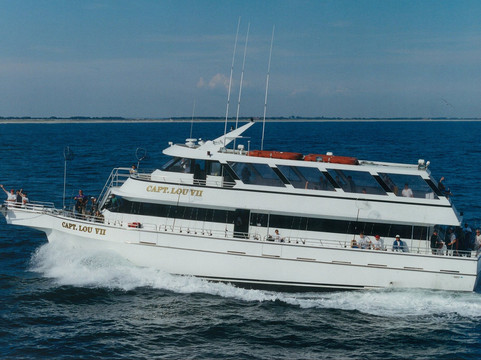 Long Island Whale and Seal Watching