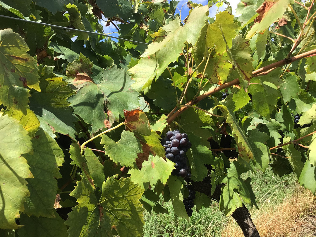 Jayne's COUNTRY CRUISERS-马奇必去景点