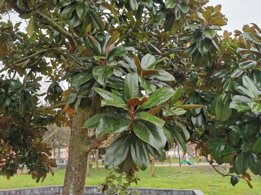 Parque Colon-马亚达洪达必去景点