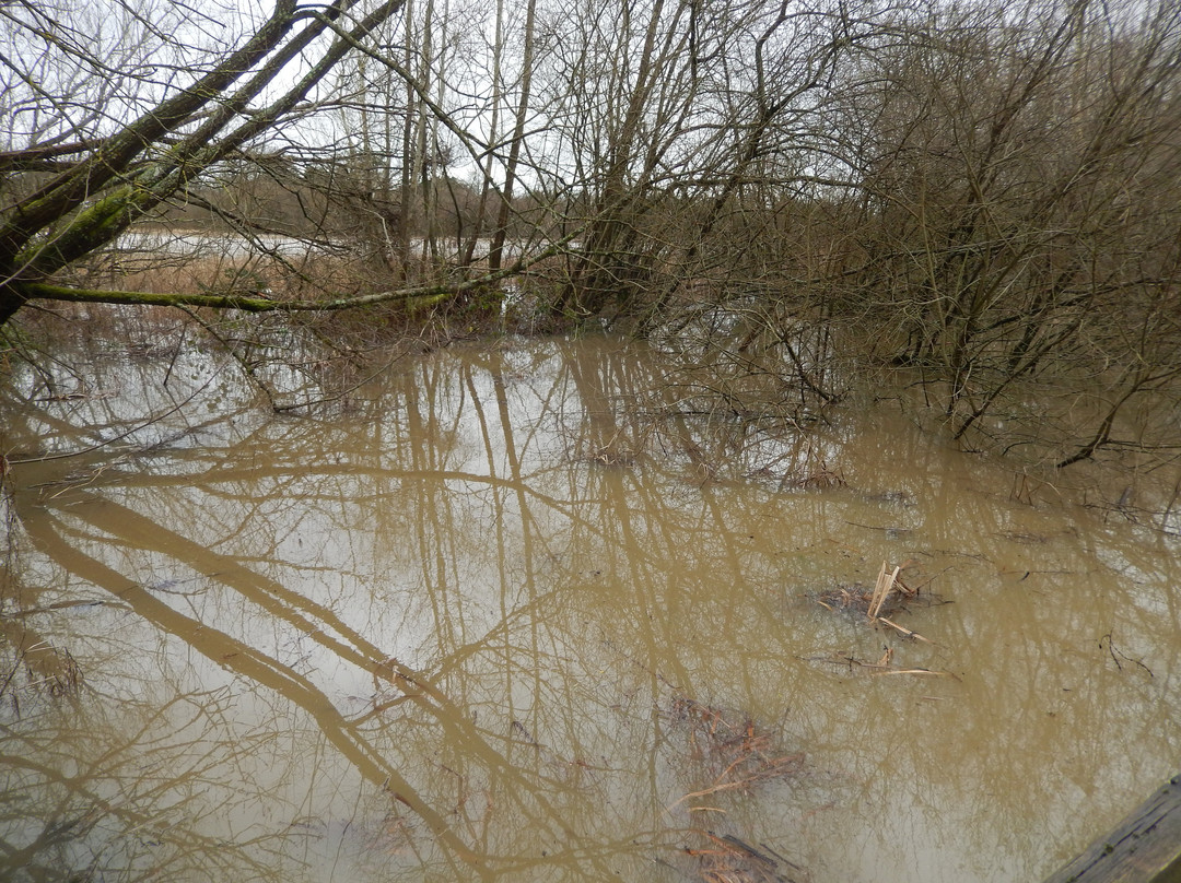 Warnham Local Nature Reserve景点图片
