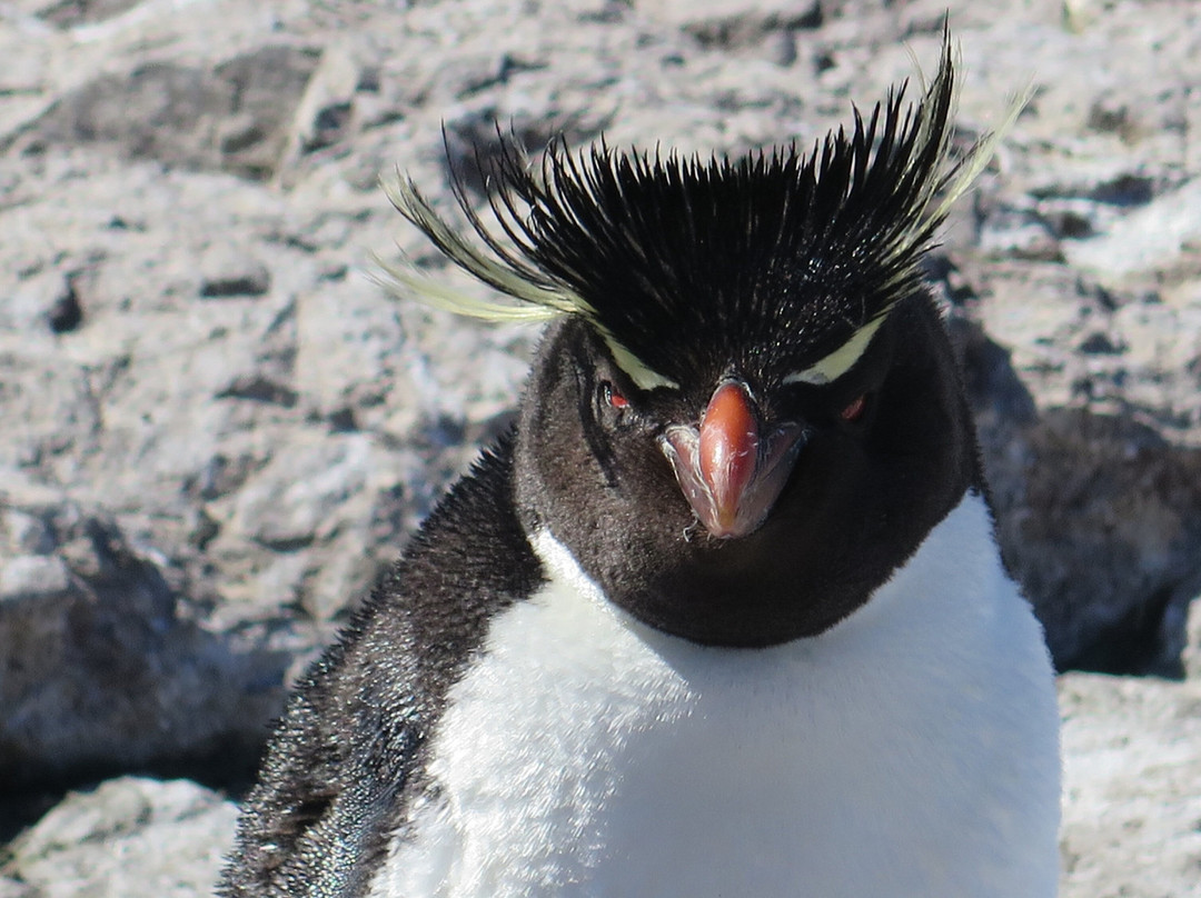 Isla Pinguinos景点图片