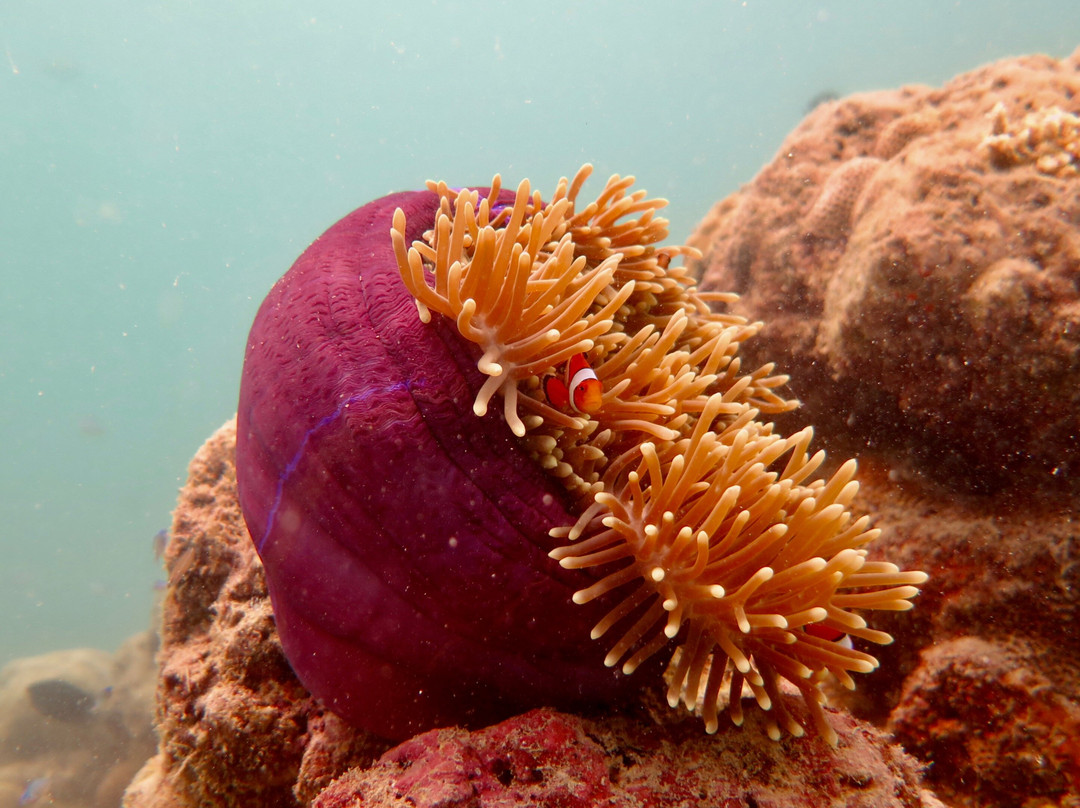 Dive Colours-哈夫洛克岛必去景点