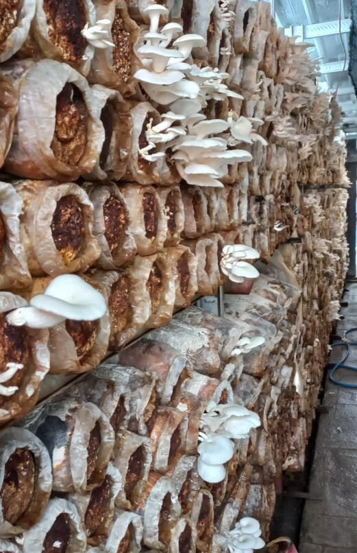 Jamur Tiram Molah Maulana Wadumbolo Bima