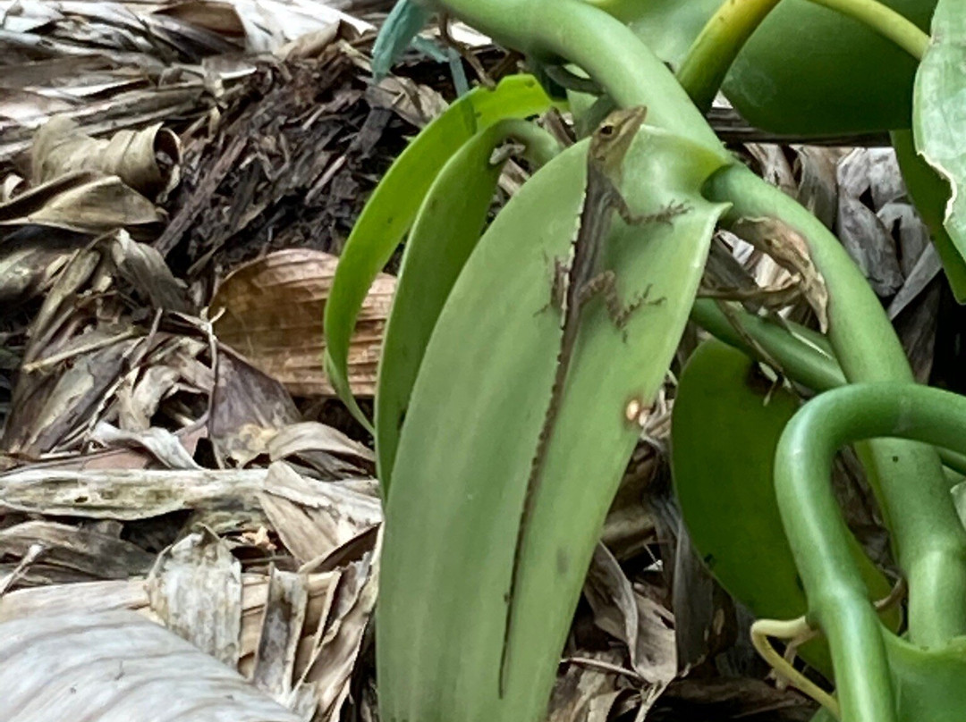 La Vanilleraie de Fety-Pointe-Noire必去景点