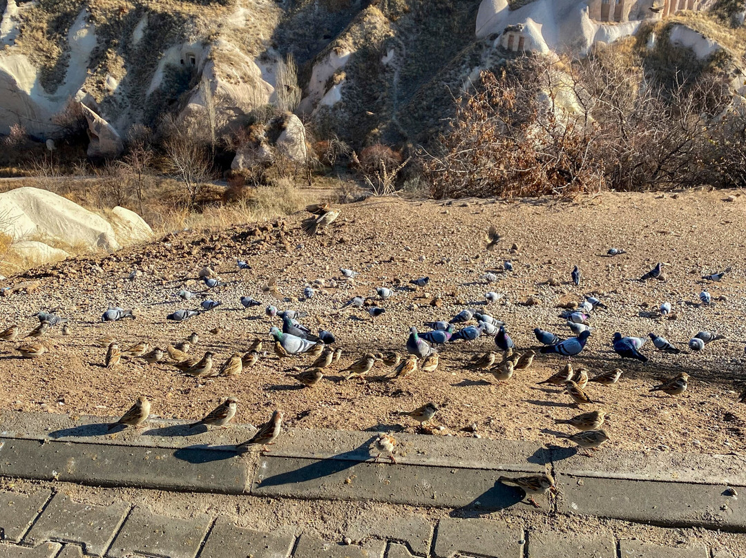 Pigeon Valley-格雷梅必去景点