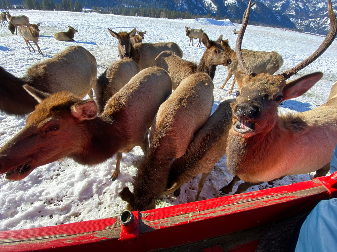 Idaho Sleigh Rides景点图片