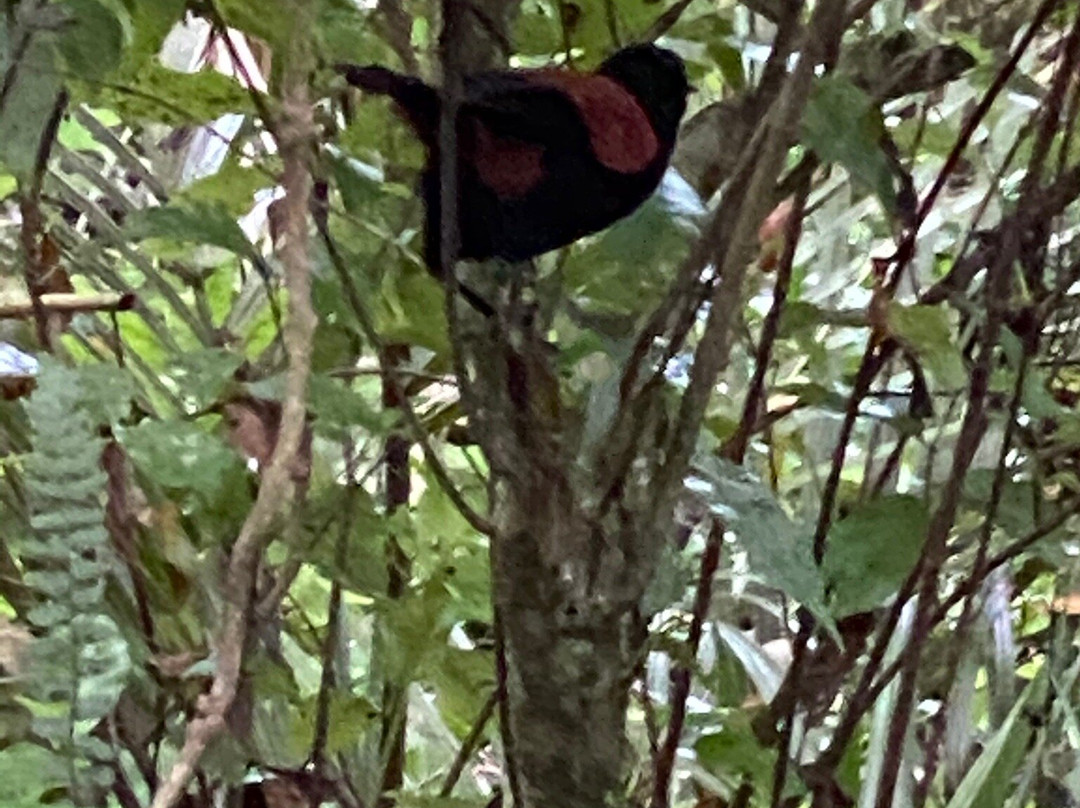 Bushy Park Homestead主图