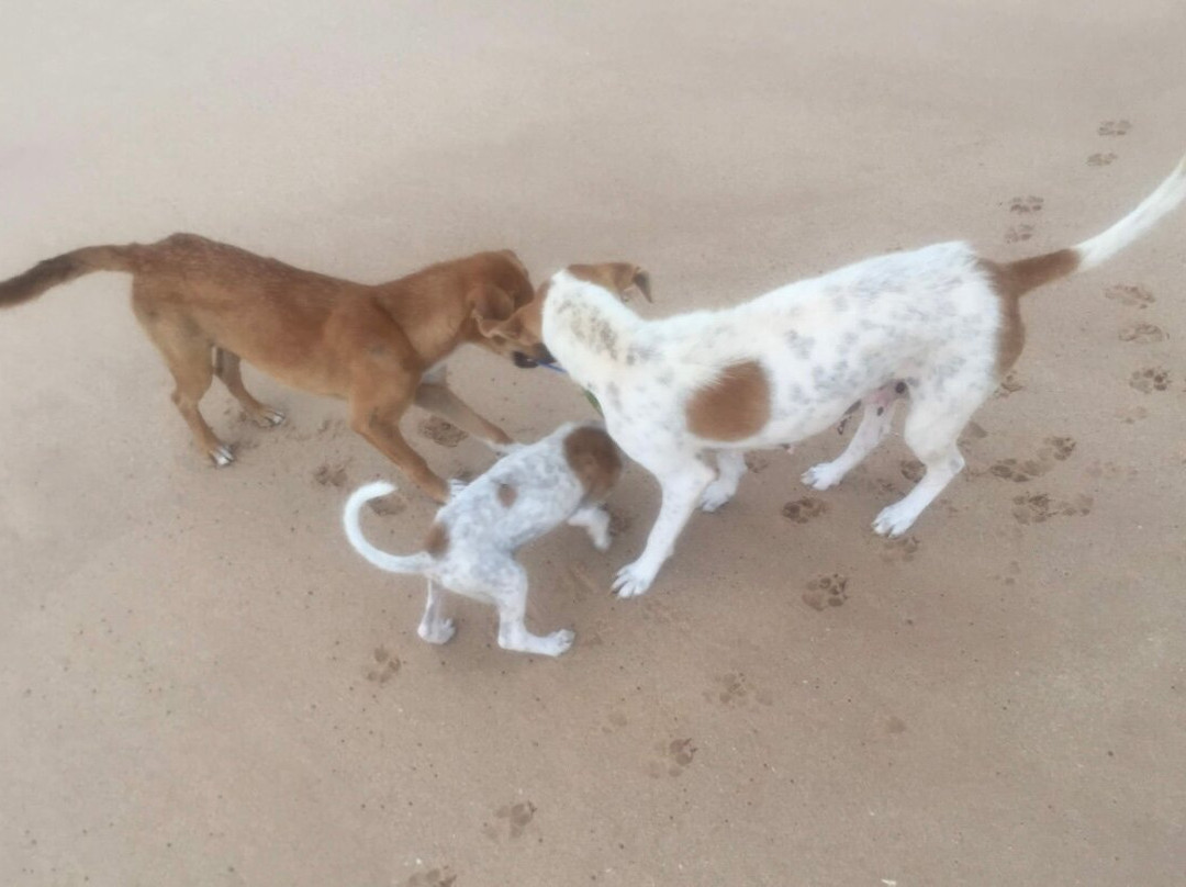 Trincomalee Beach-Trincomalee必去景点
