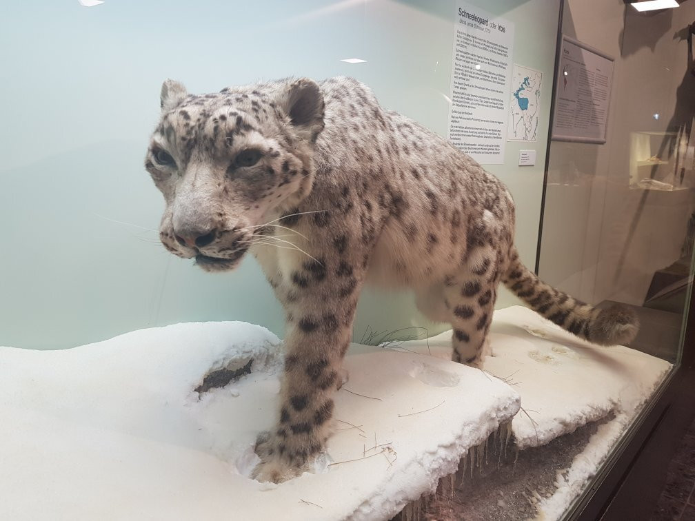 Zoologisches Museum-汉堡必去景点