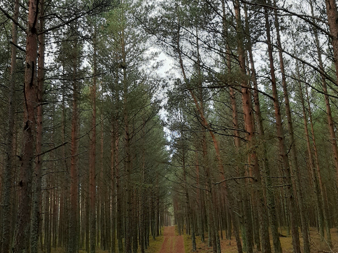 Curonian Spit Retreat景点图片