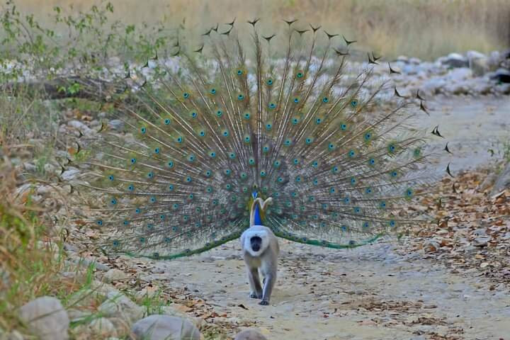 Corbett Tiger Reserve景点图片