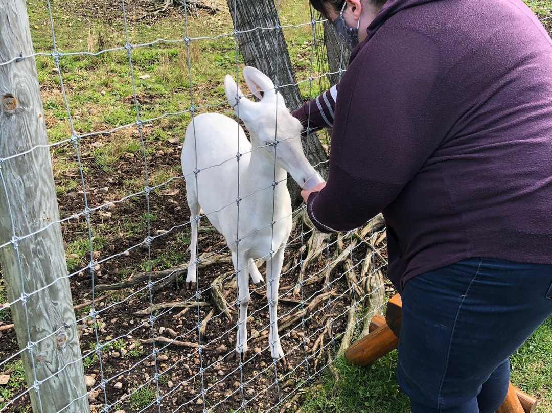 Deer Ranch-圣伊尼亚斯必去景点