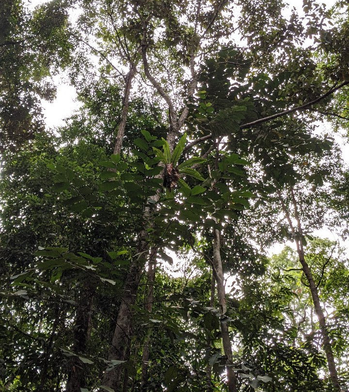 Bukit Pelindung Recreational Forest-关丹必去景点