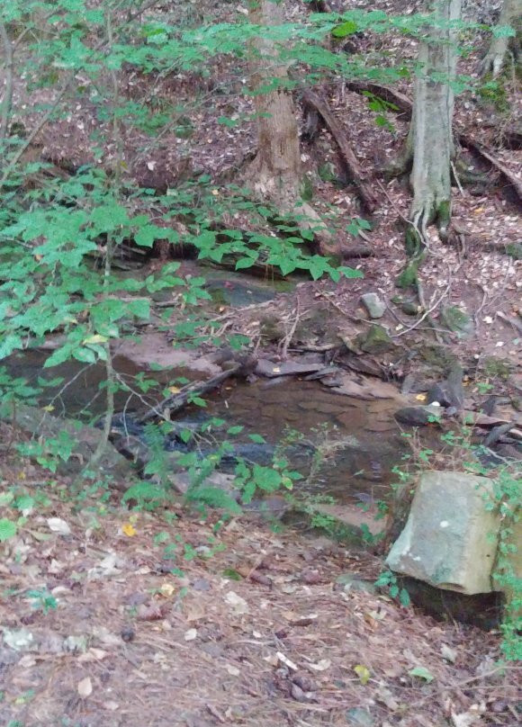 Big Trees Forest Preserve-桑迪斯普林斯必去景点