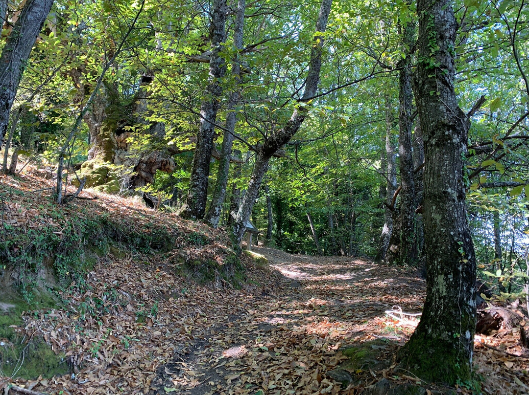 Ruta De Los Castanos Centenarios景点图片