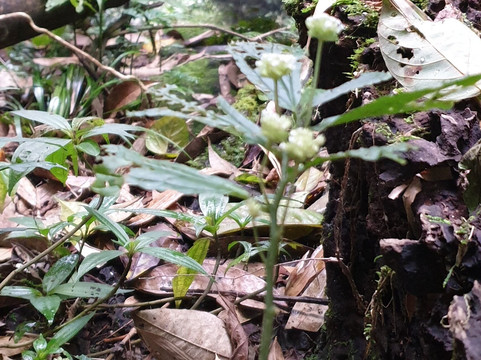 Ha Giang Primitive Tour-Viet Quang必去景点