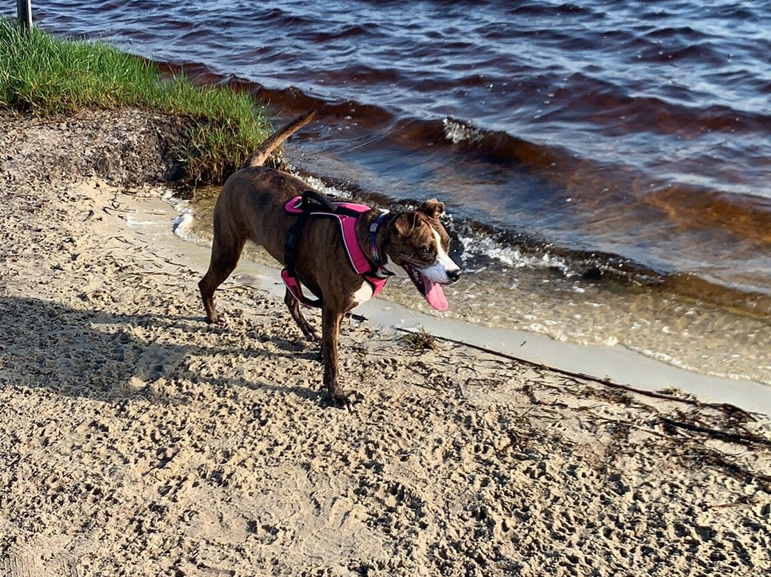 The Dog Park-格尔夫海岸必去景点
