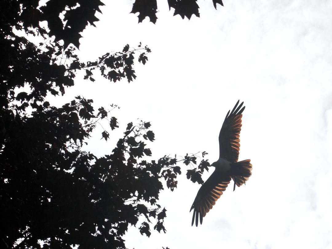 Kirkleatham Owl Center-Redcar必去景点