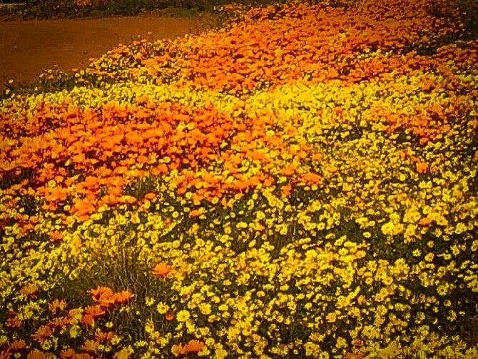 Namaqualand MTB Trail