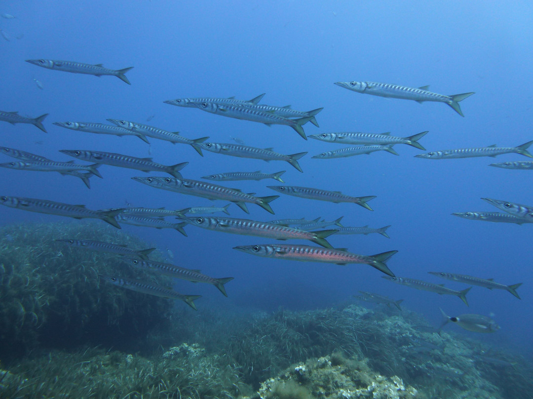 S'Algar Diving-Sant Lluis必去景点