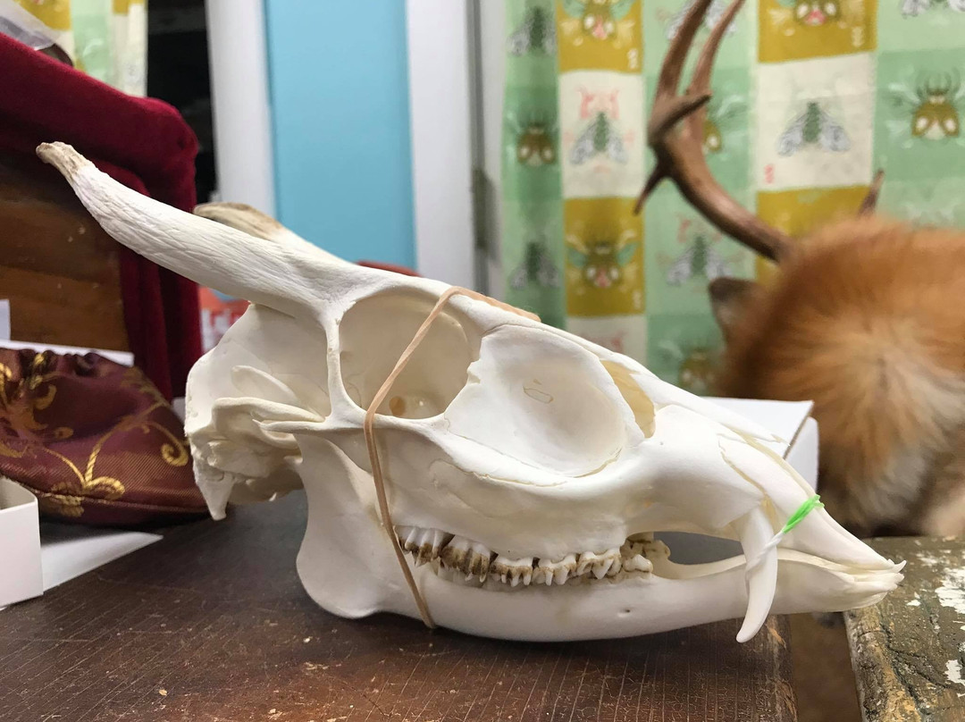 The Sydney Odditorium-悉尼必去景点