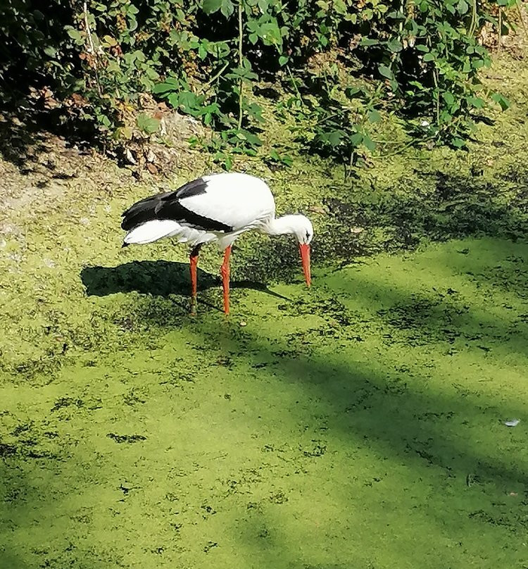 Wildpark Eekholt KG-Grossenaspe必去景点
