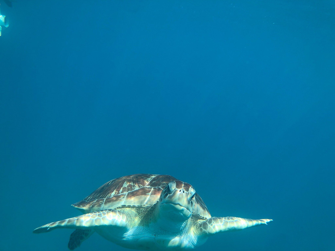 Team Baywatch Watersports-Holetown必去景点