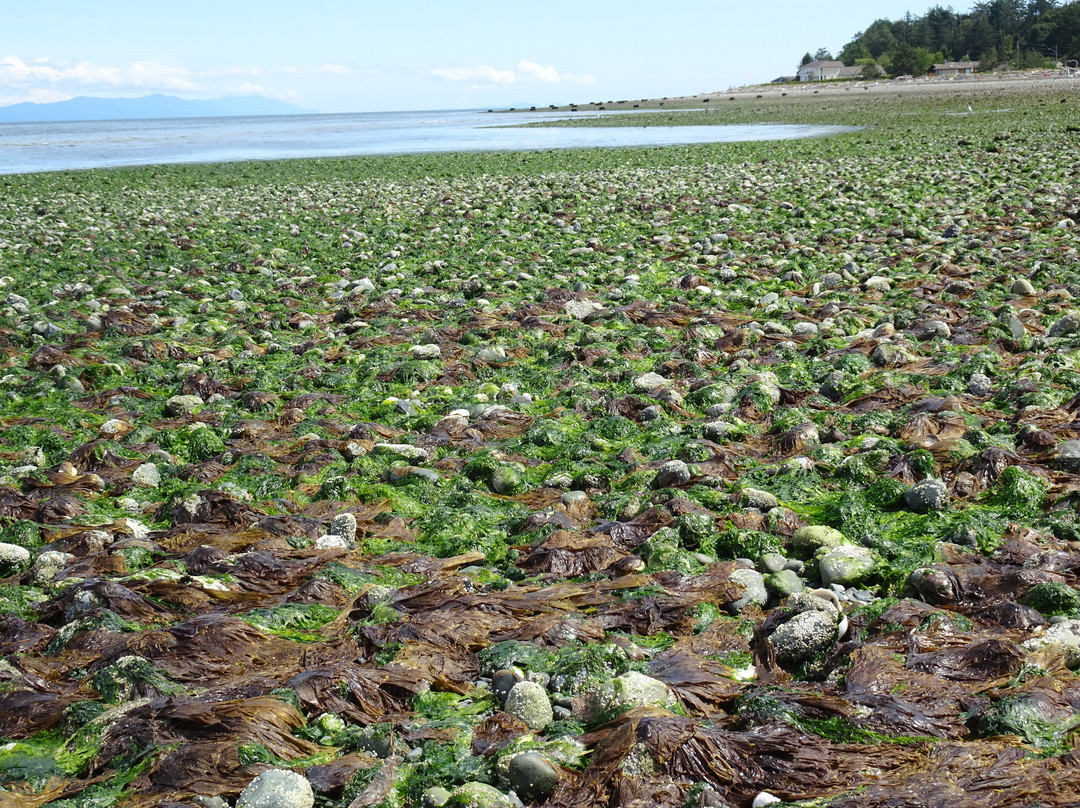 Bella's Beachfront B&B主图