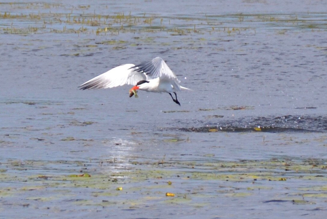 Tiny Marsh Provincial Wildlife Area景点图片