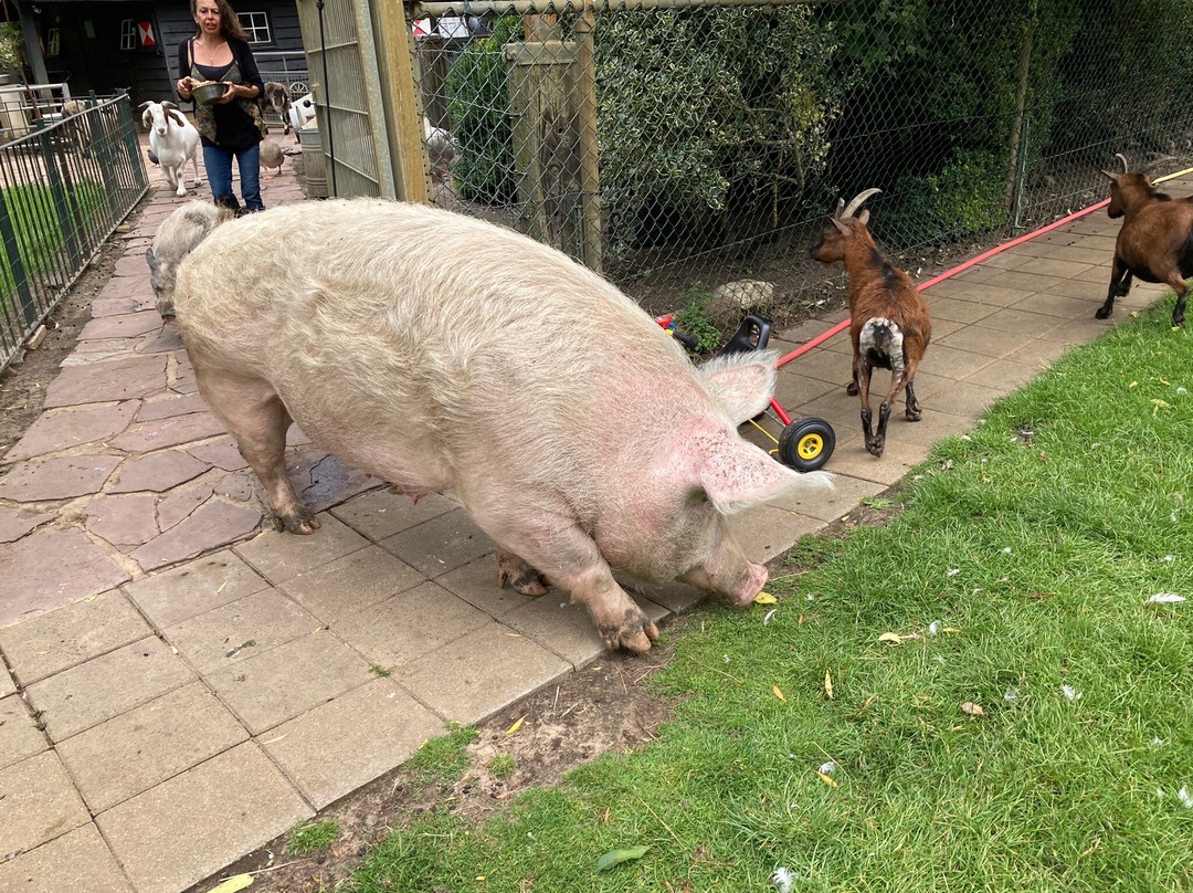 Kinderboerderij ‘t Dierenduintje景点图片