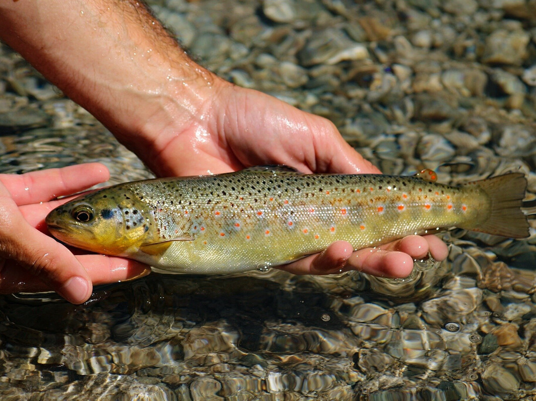 Clem'Emotions Pêche - Moniteur Guide de Pêche en Hautes-Pyrénées-Argeles-Gazost必去景点