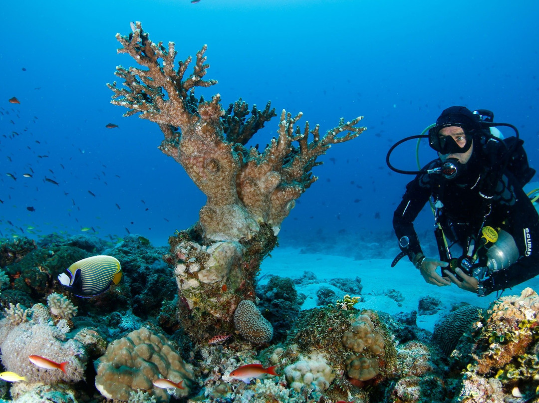 Tec Diving in Mauritius景点图片