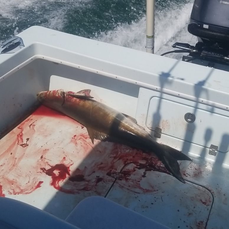 Wildman Adventures-萨拉索塔必去景点