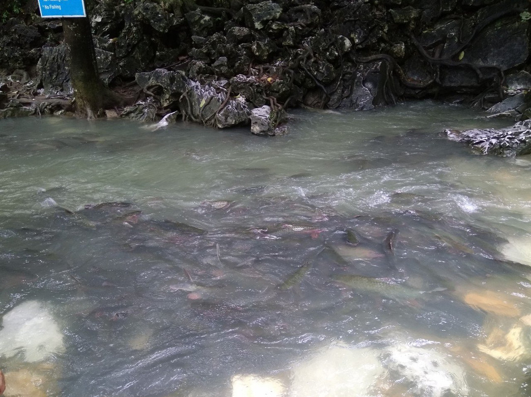 Cam Luong Fish Stream景点图片
