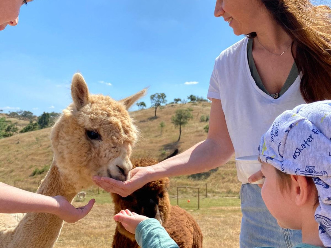 Mama-adama Alpaca's Farm景点图片