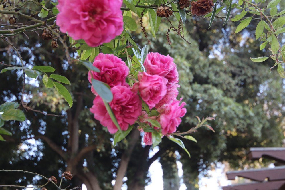 Kimberly Crest House & Gardens-雷德兰兹必去景点